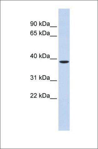 Anti-ZFPL1 antibody produced in rabbit