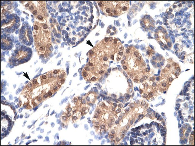 Anti-ZFPL1 antibody produced in rabbit