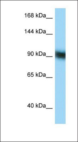 Anti-ZFP62 antibody produced in rabbit