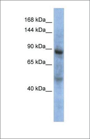 Anti-ZHX3 (ab1) antibody produced in rabbit