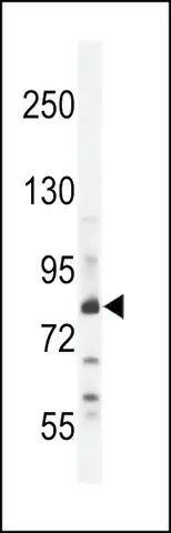 ANTI-ZN180 (N-TERMINAL) antibody produced in rabbit