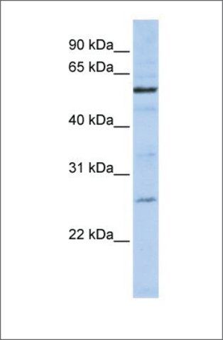 Anti-ZGPAT (ab1) antibody produced in rabbit