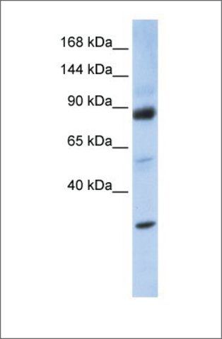 Anti-ZHX3 (ab2) antibody produced in rabbit