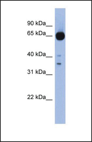 Anti-ZIC4 antibody produced in rabbit