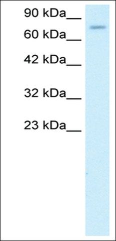 Anti-ZFP95 antibody produced in rabbit