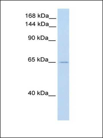 Anti-ZFR antibody produced in rabbit