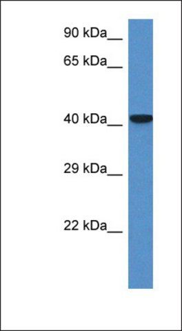 Anti-ZFP759 antibody produced in rabbit