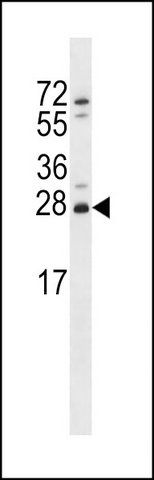 ANTI-ZMAT2 (C-TERM) antibody produced in rabbit