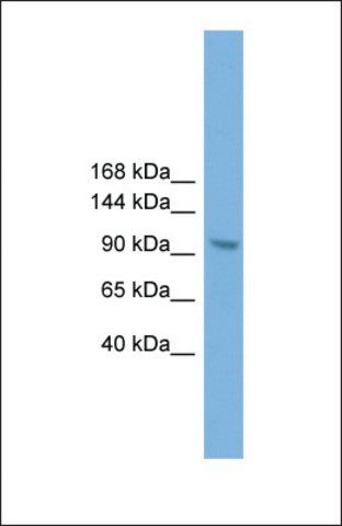 Anti-ZHX3, (C-terminal) antibody produced in rabbit