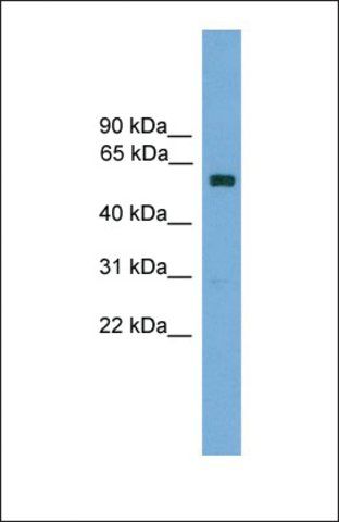 Anti-ZKSCAN14 antibody produced in rabbit