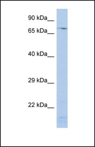 Anti-SRP72 antibody produced in rabbit