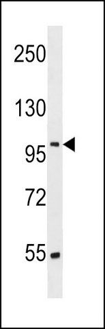 ANTI-SRRT (N-TERM) antibody produced in rabbit