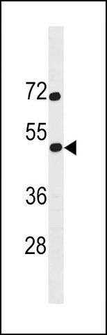 ANTI-SS18L1 (CENTER) antibody produced in rabbit