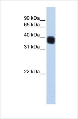 Anti-SSBP3 (ab2) antibody produced in rabbit