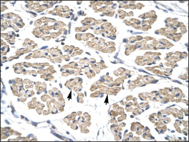 Anti-STAT4 antibody produced in rabbit