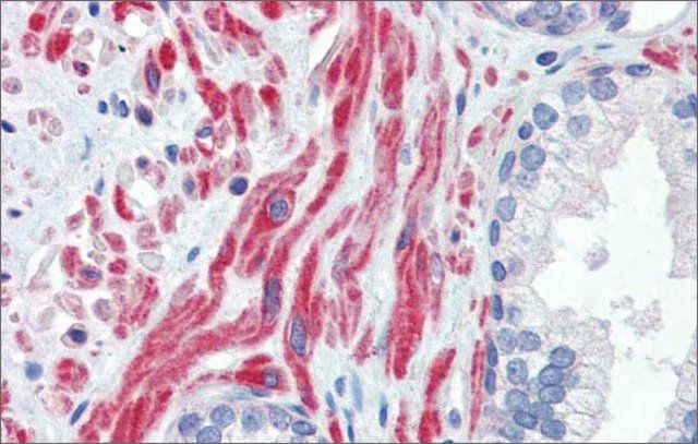 Anti-SSX4 (ab1) antibody produced in rabbit