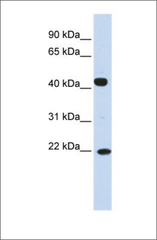 Anti-SSX4 (ab2) antibody produced in rabbit