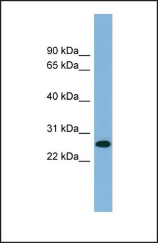 Anti-SRRP35 antibody produced in rabbit