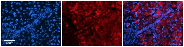 Anti-STAT1 (AB4) antibody produced in rabbit