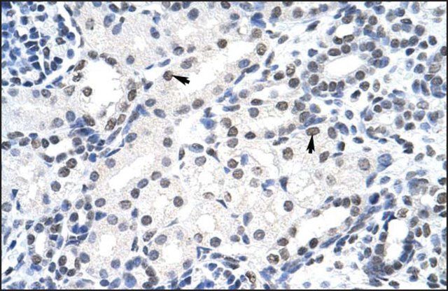 Anti-SURF6 (AB2) antibody produced in rabbit