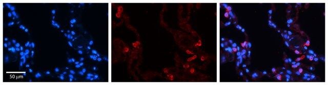 Anti-STAT6 (AB1) antibody produced in rabbit