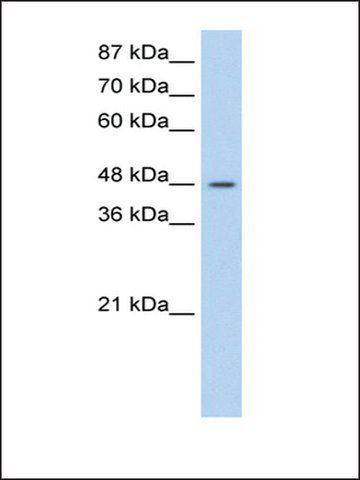 Anti-SURF6 (AB1) antibody produced in rabbit