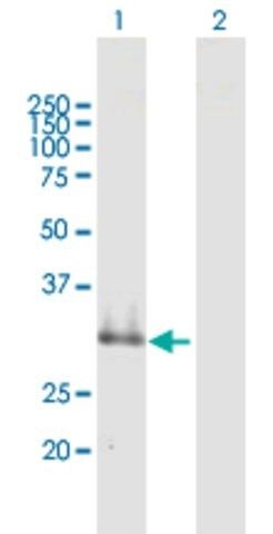 Anti-SUSD4 antibody produced in mouse