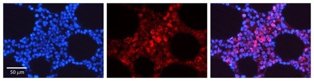 Anti-STAT5A antibody produced in rabbit