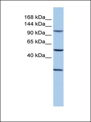 Anti-STAG3 antibody produced in rabbit