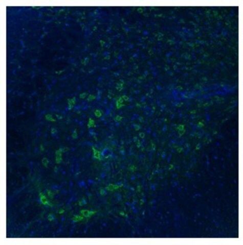 Anti-TAAR5 antibody produced in rabbit