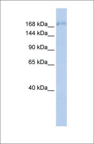 Anti-SUPT6H antibody produced in rabbit