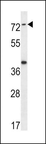 ANTI-SYTL1 (CENTER) antibody produced in rabbit