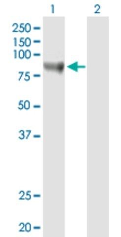 Anti-STAT3 antibody produced in mouse