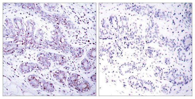 Anti-STAT4 antibody produced in rabbit