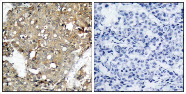 Anti-STAT1 (Ab-727) antibody produced in rabbit