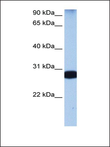 Anti-STAU1 antibody produced in rabbit