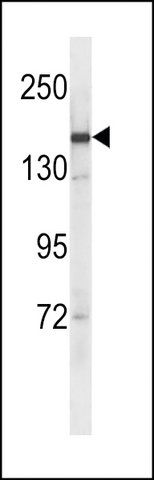 ANTI-SYCP2(C-TERMINAL) antibody produced in rabbit