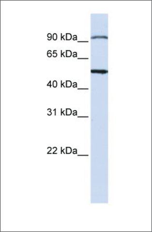 Anti-STAMBP antibody produced in rabbit