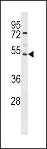 ANTI-SVOPL (CENTER) antibody produced in rabbit