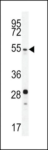 ANTI-SUV4-20H2(N-TERMINAL) antibody produced in rabbit