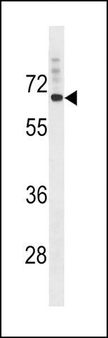 ANTI-SVOP(N-TERMINAL) antibody produced in rabbit