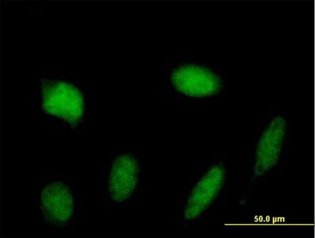 Anti-STAT5A antibody produced in mouse