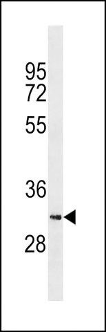 ANTI-SYCE1L(C-TERMINAL) antibody produced in rabbit