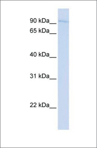 Anti-SYDE1 (ab2) antibody produced in rabbit