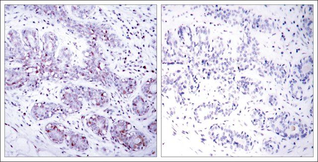 Anti-STAT4 (Ab-693) antibody produced in rabbit