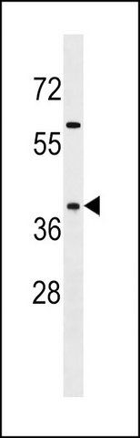 ANTI-SYAP1 (C-TERM) antibody produced in rabbit