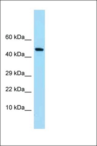 Anti-SYNC antibody produced in rabbit