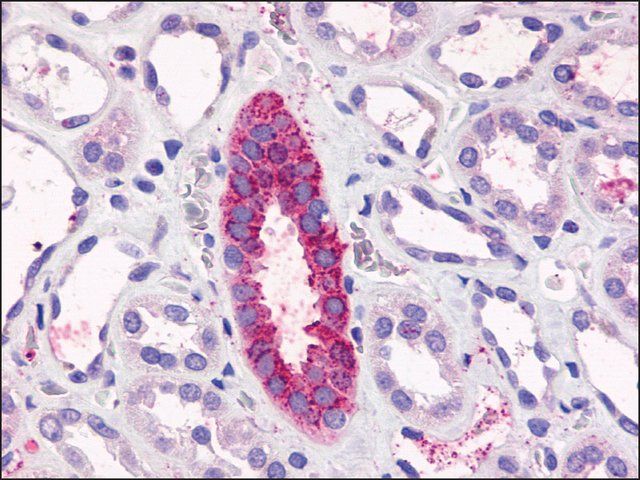 Anti-TAAR6 antibody produced in rabbit