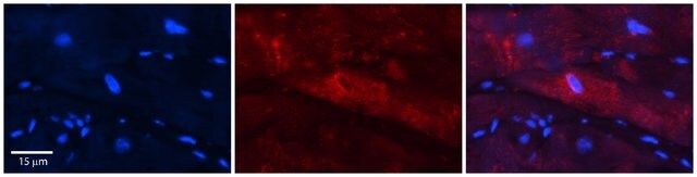 Anti-SYNC antibody produced in rabbit