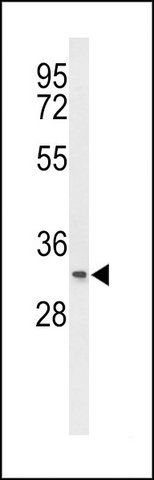 ANTI-T150A (CENTER) antibody produced in rabbit